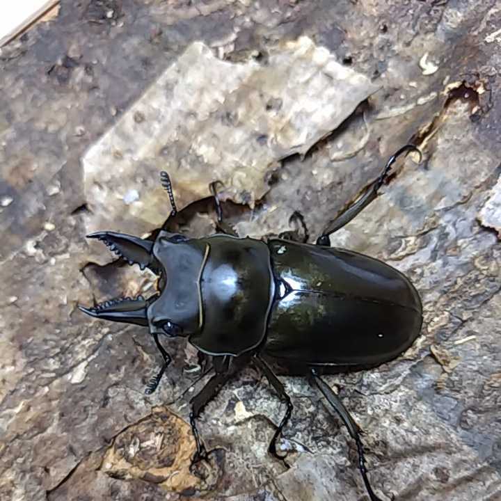 タイオウゴンオニ　トリオ_1