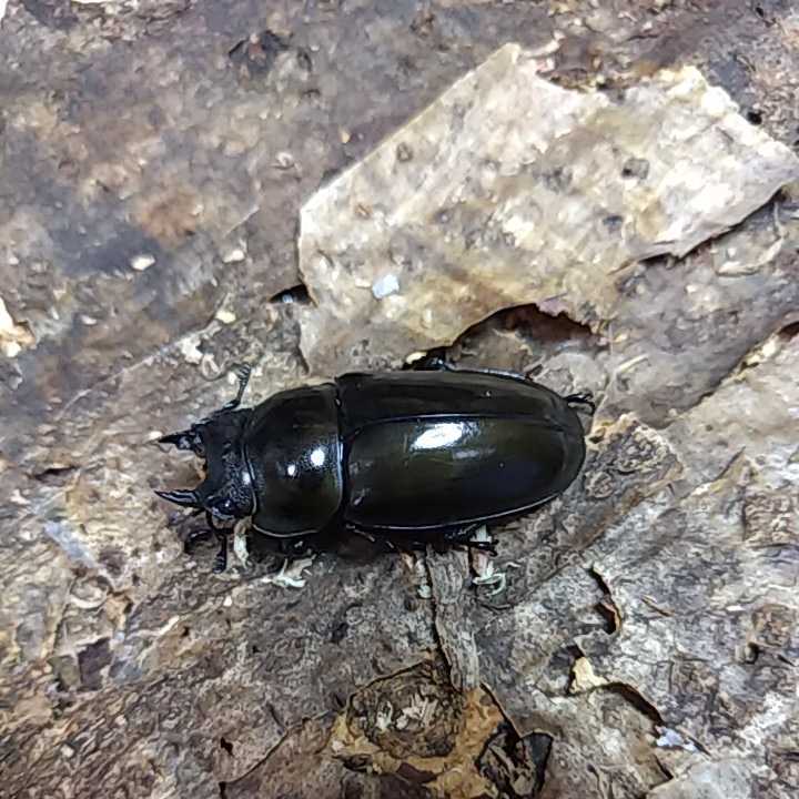 タイオウゴンオニ　トリオ_2