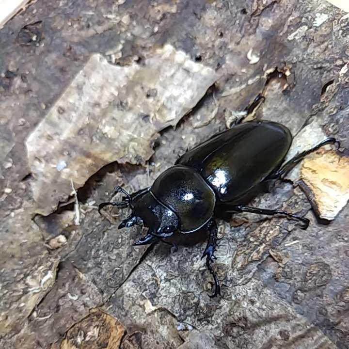 タイオウゴンオニ　トリオ_3