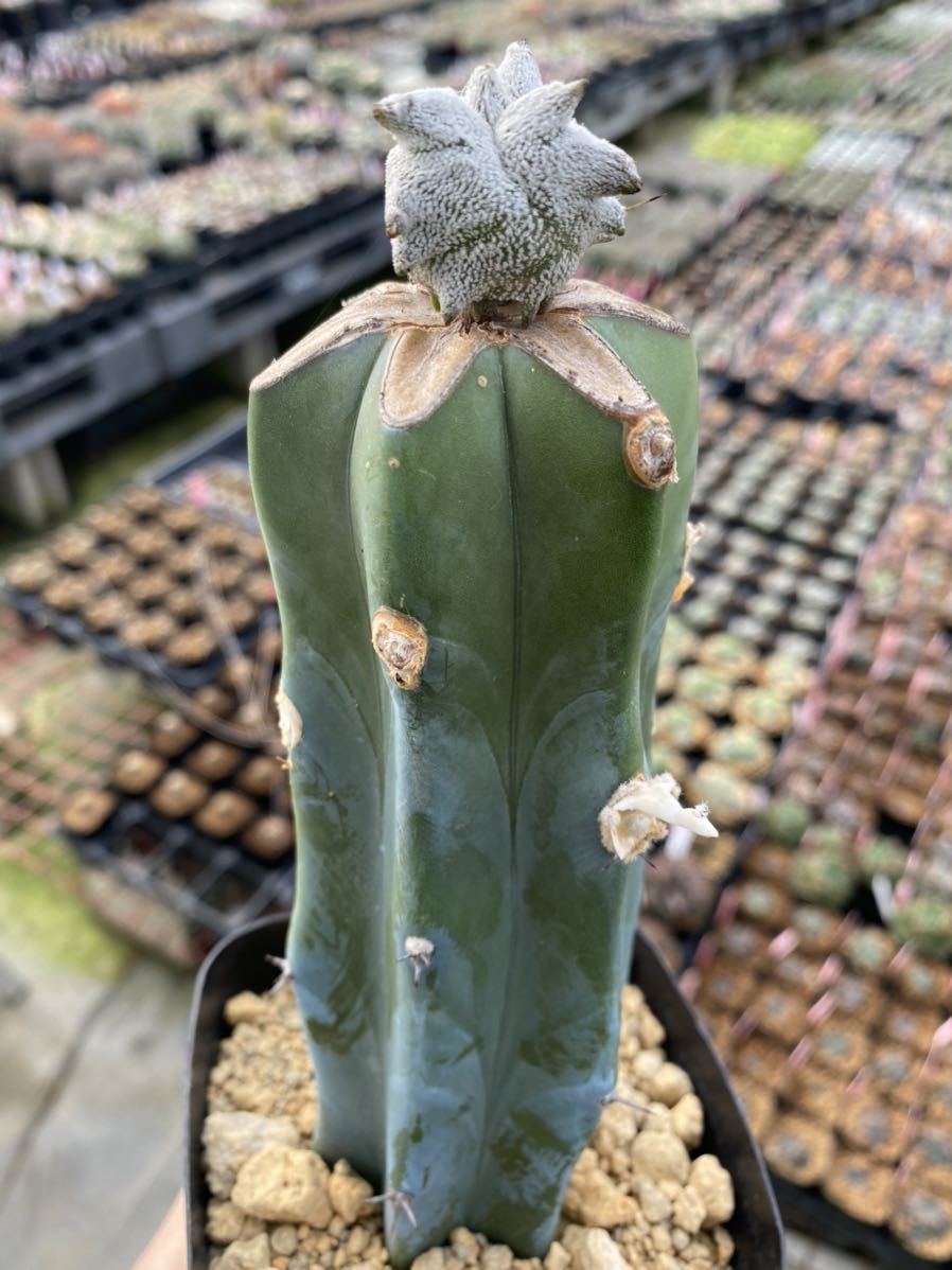 Co 504 アストロフィツム 白ランモンスト サボテン 多肉植物 サボテン 売買されたオークション情報 Yahooの商品情報をアーカイブ公開 オークファン Aucfan Com