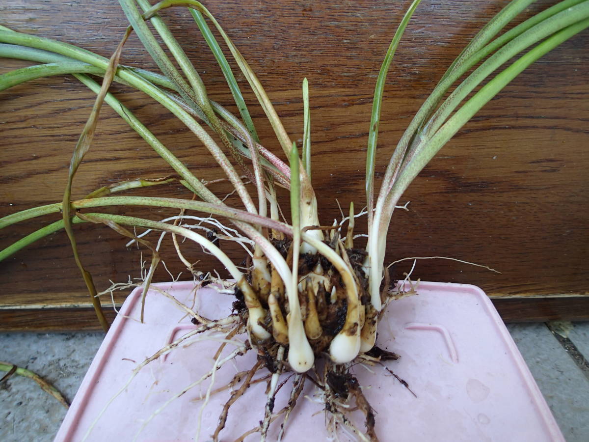 チューベローズ 月下香 英 Tuberose 育てる必要あり 小さい株 その他 売買されたオークション情報 Yahooの商品情報をアーカイブ公開 オークファン Aucfan Com