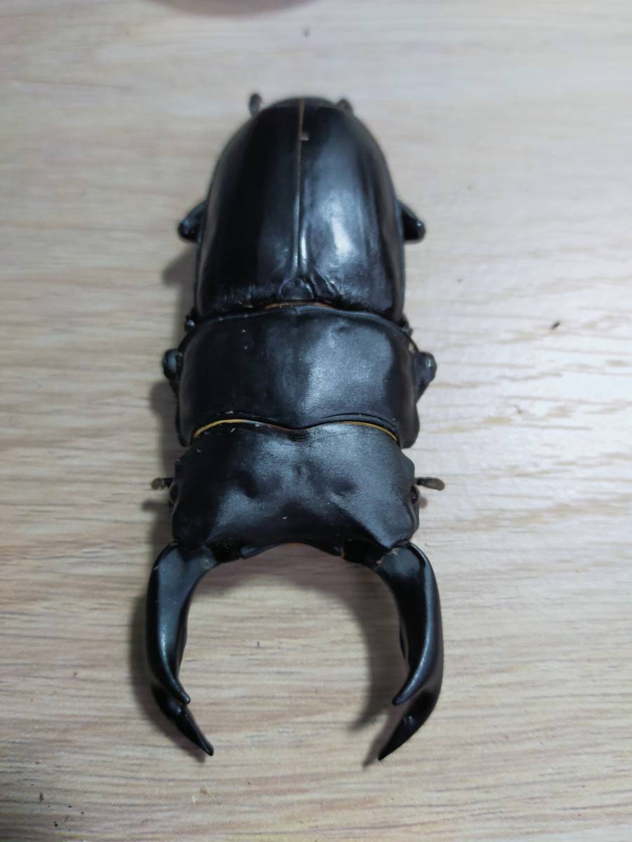 WF1】アマミノコギリクワガタ ♂73.5♀42♀41 計3匹 WD奄美大島北部産