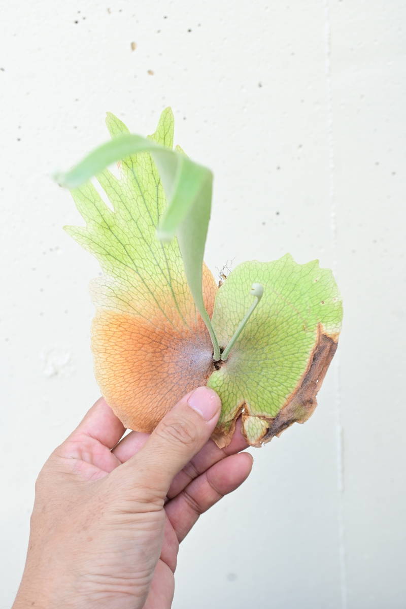 Willinckii Platycerium willinckii cv. Baileyi Thin P P. artPLANTs