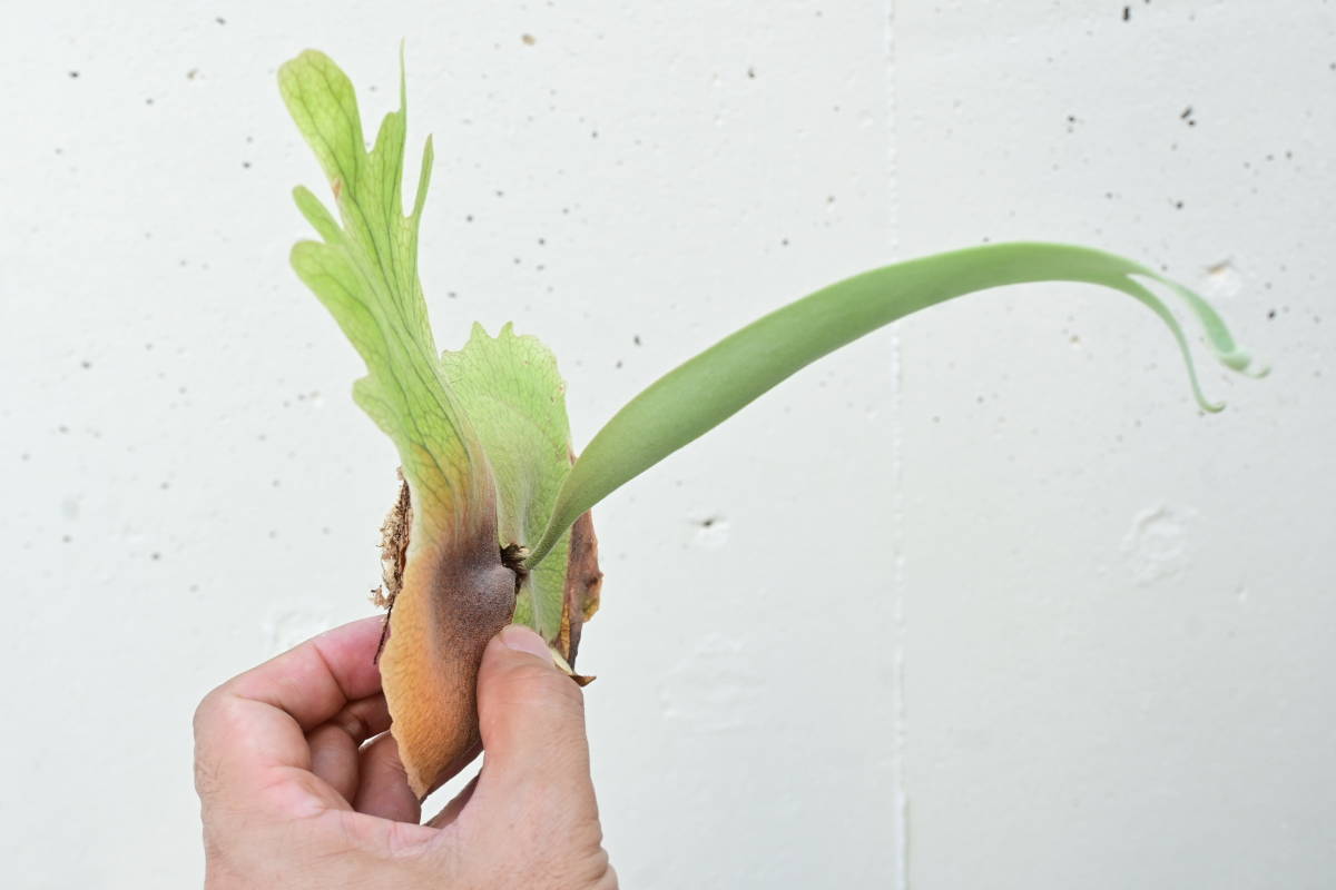 Willinckii Platycerium willinckii cv. Baileyi Thin P P. artPLANTs
