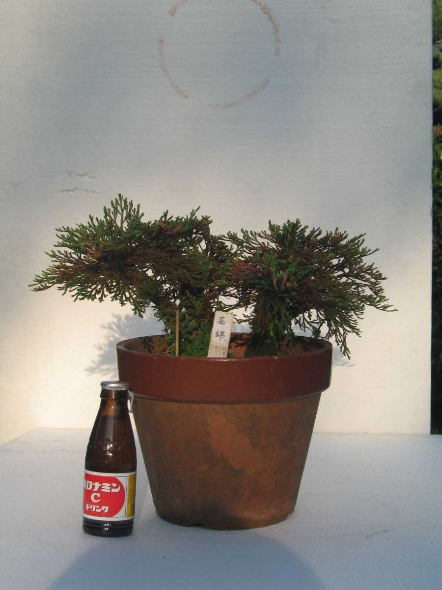 イワヒバ　茜錦´