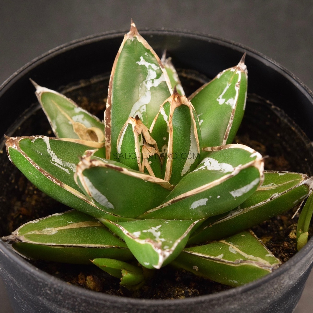 アガベ 笹の雪 薄雲 多肉植物 サボテン Agave