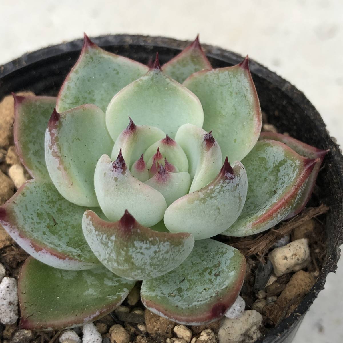 □リンゼアナxざわわ おらいさん苗 エケベリア 青札 多肉植物