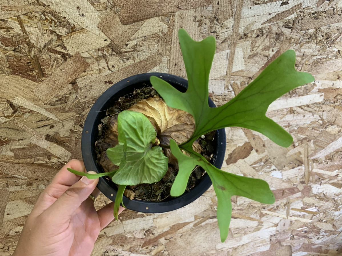 ツ855 【多肉植物・現地株】ユーフォルビア ギラウミニアナ 小【8/24