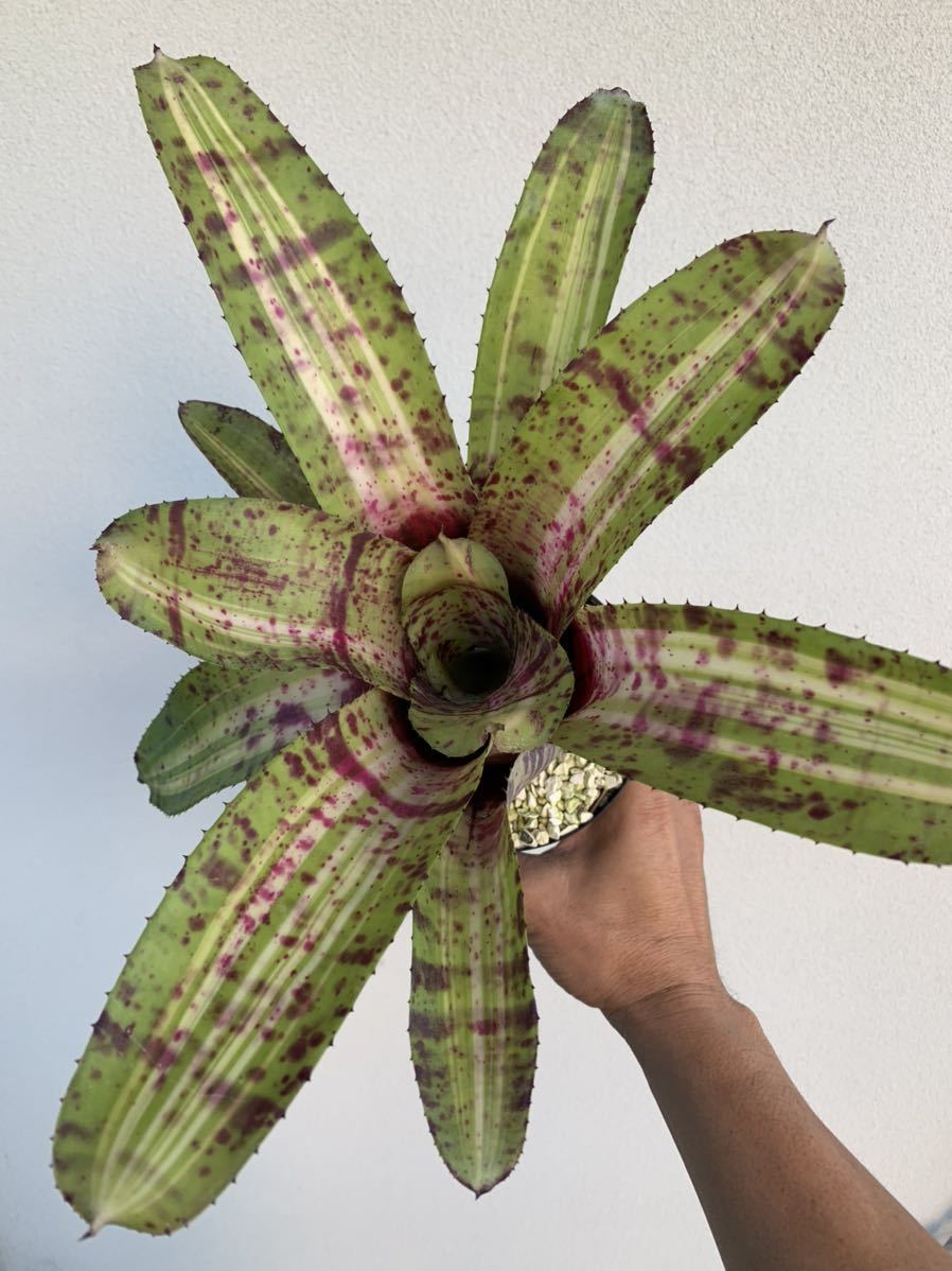 Aechmea Roberto Menescal 'Roberto Menescal' Bromeliad