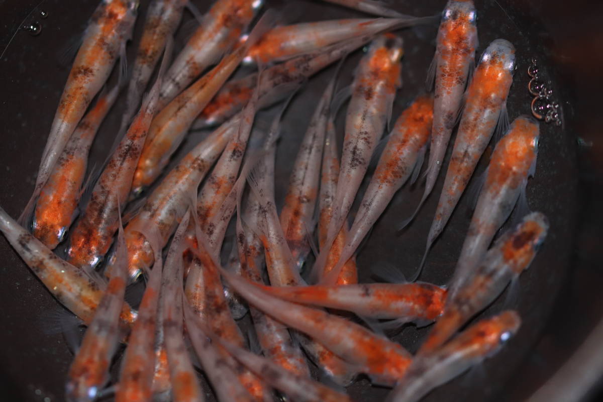 【珍品】当時物　マルザン　のらくろモール中隊長ソフビ　1969年　田川水泡 珍品】当時物 マルザン のらくろモール中隊長ソフビ 1969年 田川水泡