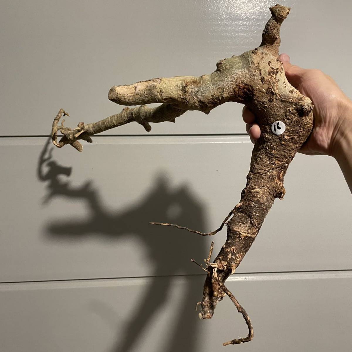 コミフォラ ドレイクブロックマニー 16 Commiphora drakebrockmanii