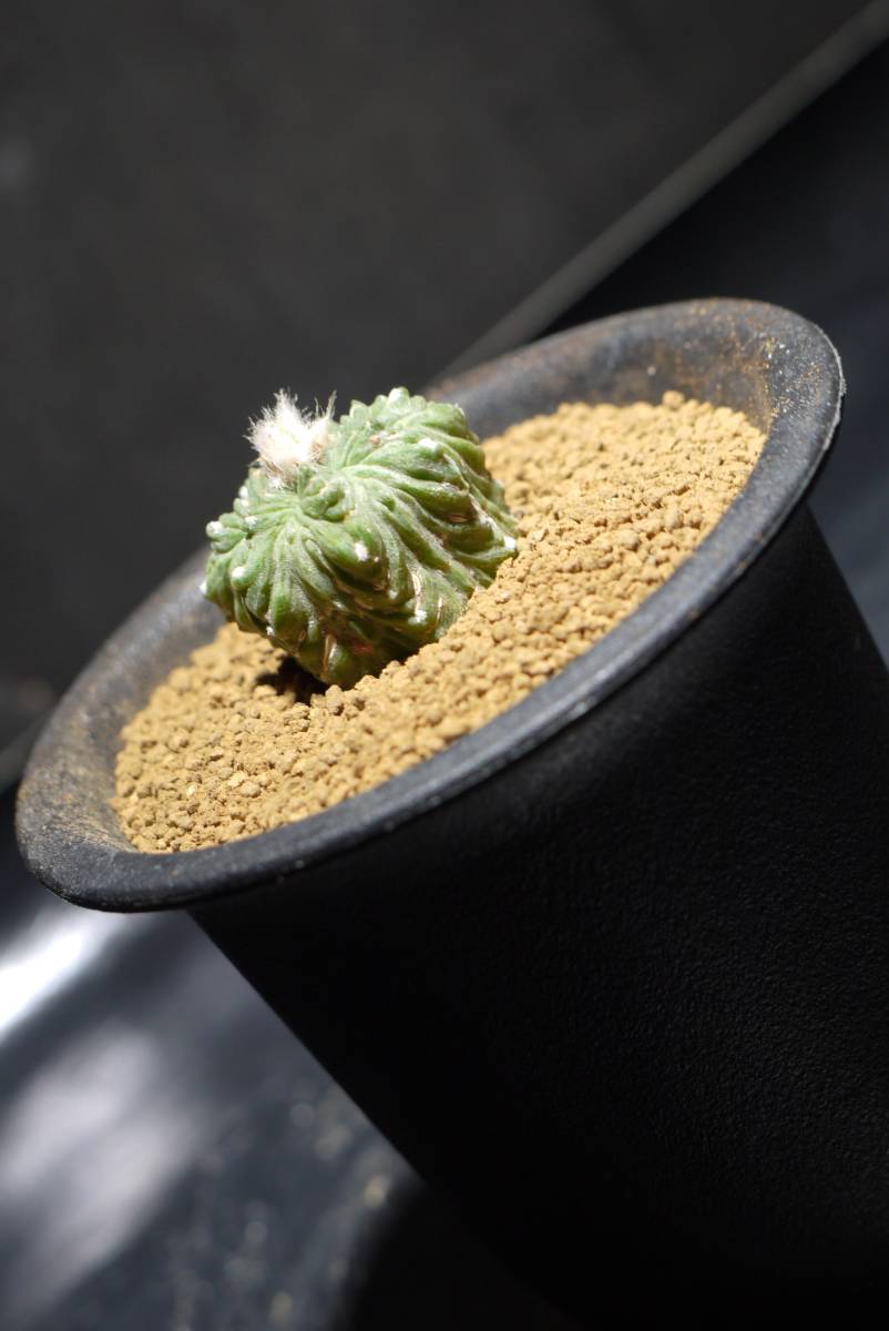 13.優良株！ 花籠 リッテリー カキコ自根 多肉植物 サボテン サボテン