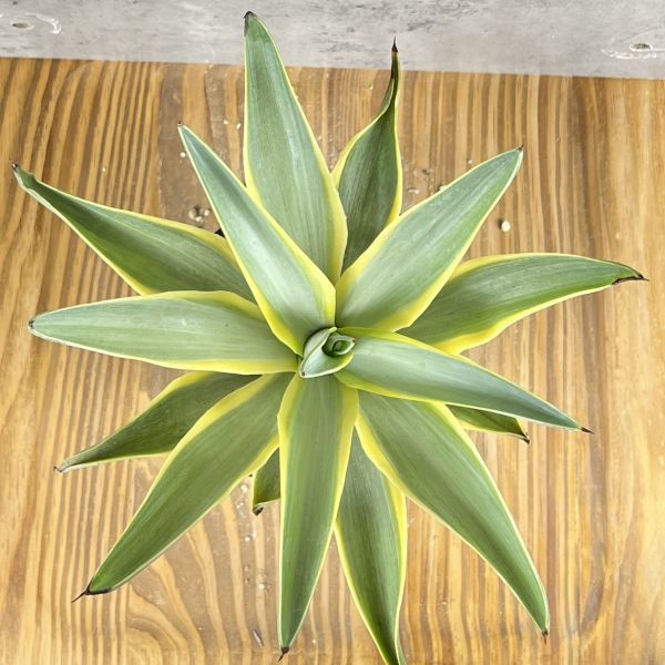 【P4092】幅22cm 特大株！！ 超希少品種 アガベ ブルームーン Agave 'desmettiana Blue Moon' デスメティアナブルームーン