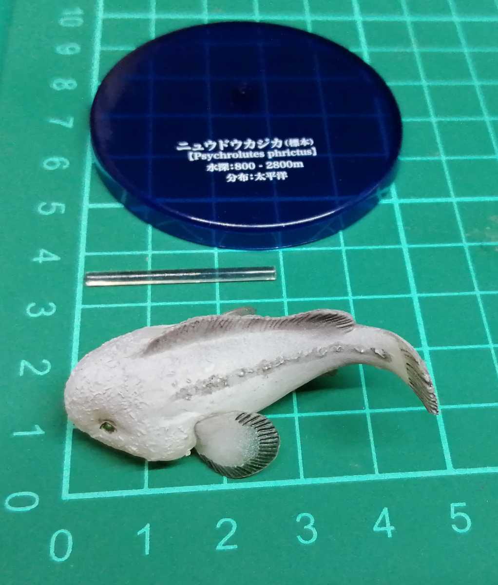 ニュウドウカジカ 標本 シークレット 不思議生物大百科 深淵の放浪者 深海魚 フィギュア 生き物 売買されたオークション情報 Yahooの商品情報をアーカイブ公開 オークファン Aucfan Com