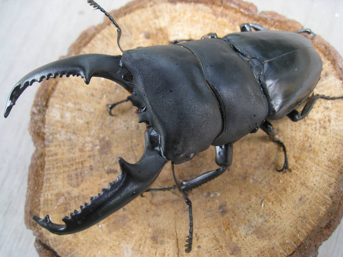 能勢SR血統 オオクワガタ幼虫8頭 87X56 57 菌糸入 能勢SR血統