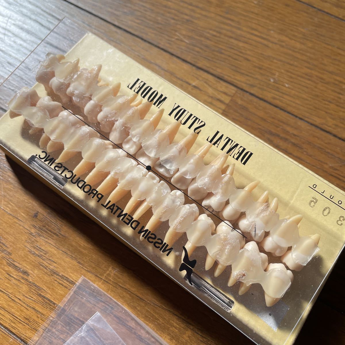 ☆歯科技工□デンタルスタディモデル□DENTAL MODEL□B3-305□歯牙模型