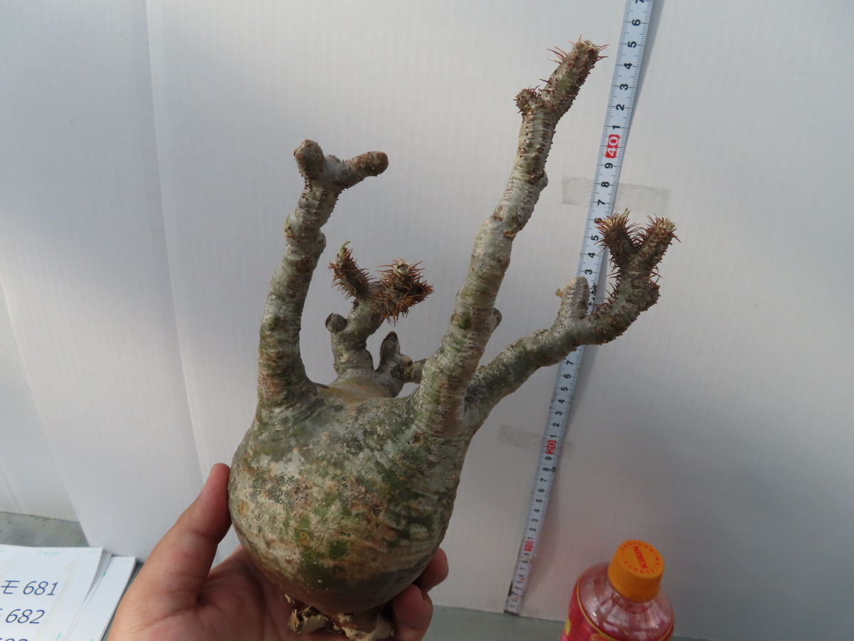 グラキリス パキポディウム 塊根植物 多肉植物 綴化 実生 球根 A47 