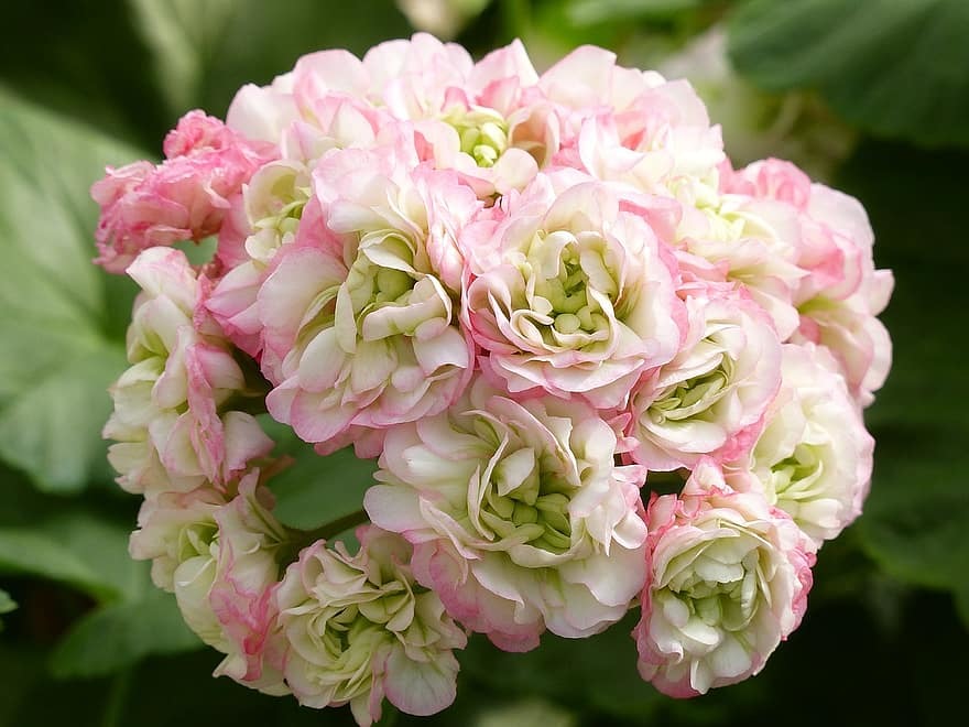 八重咲き ゼラニウム ローズ咲きゼラニウム 育てやすい 丈夫 初心者向けのお花 山野草 ガーデニング キャンディ のように咲くお花 苗 売買されたオークション情報 Yahooの商品情報をアーカイブ公開 オークファン Aucfan Com