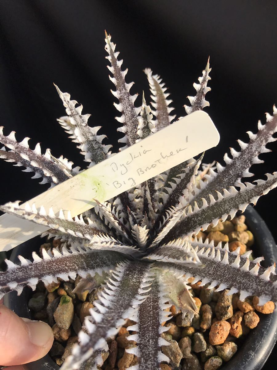 ディッキア ビッグブラザー Dyckia Big Brother Dyckia Big Brother 'Big × x ディッキア：Dyckia | ディッキア Boy