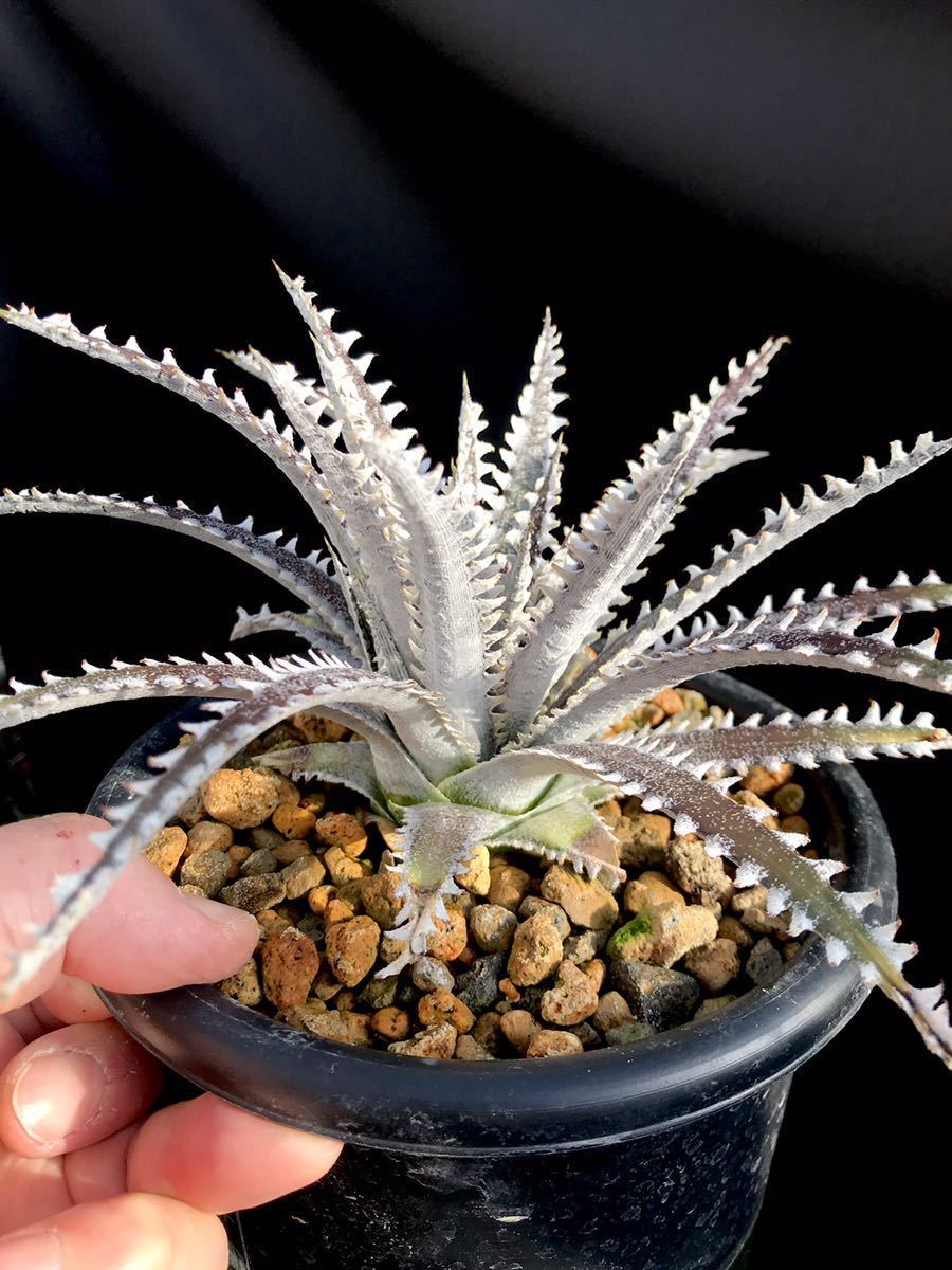 Dyckia Big Brother 'Big × x ディッキア：Dyckia | ディッキア Boy