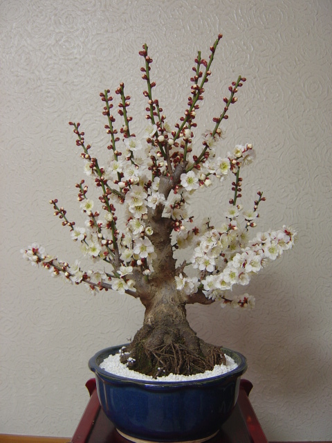 早期販売]爽やかな白花を咲かせる冬至梅6号鉢(18cm)入り 2 冬至梅 白花