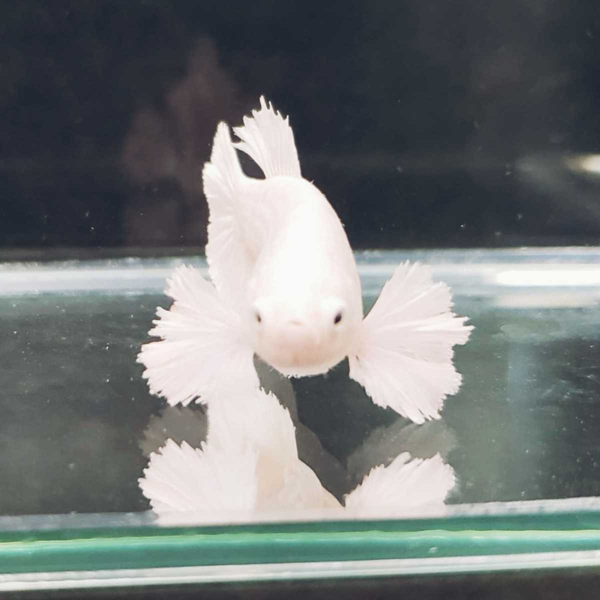 ベタ ジャイアント プラチナホワイト ダンボ若魚 メス１匹 ベタ 売買されたオークション情報 Yahooの商品情報をアーカイブ公開 オークファン Aucfan Com