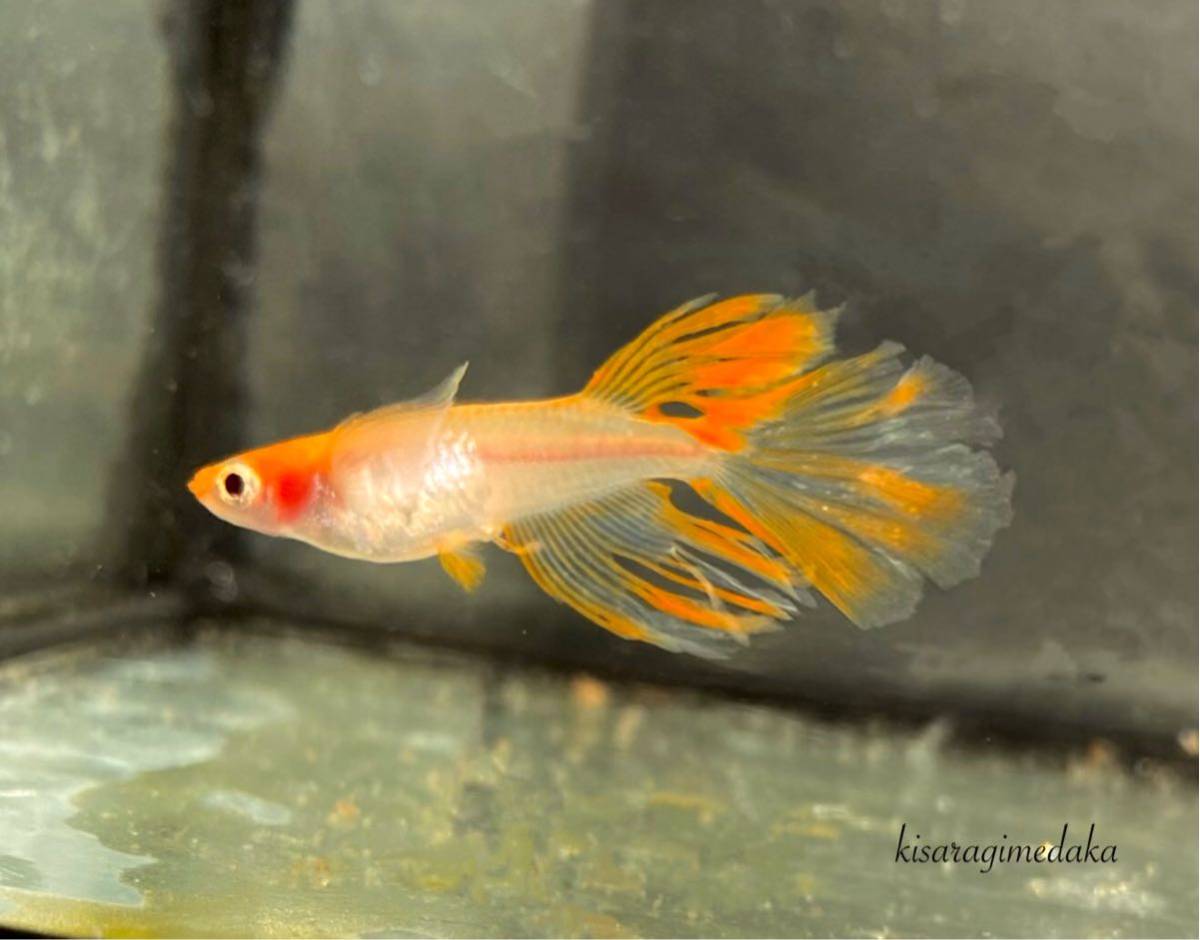 如月めだか】☆卑弥呼☆本家血統極上ヒレ長個体！稚魚10匹＋α 頬あり 