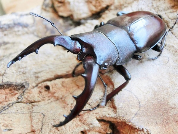石垣島産 ヤエヤマノコギリ ♂52mm ♀32mm WF4 ヤエヤマノコギリ 石垣