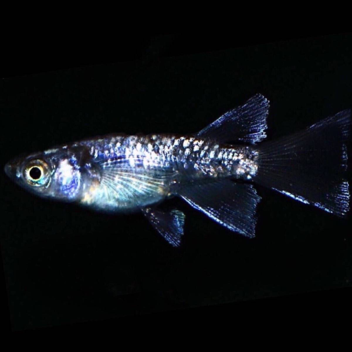 ふんどしめだか】中里様新作 幻のリアルロングフィン！スパークブルー