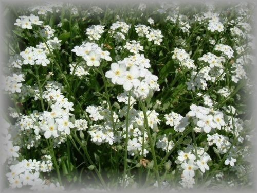 F 2 ワスレナグサ 忘れな草 勿忘草 白 30粒 花の種 21年採種 その他 売買されたオークション情報 Yahooの商品情報をアーカイブ公開 オークファン Aucfan Com