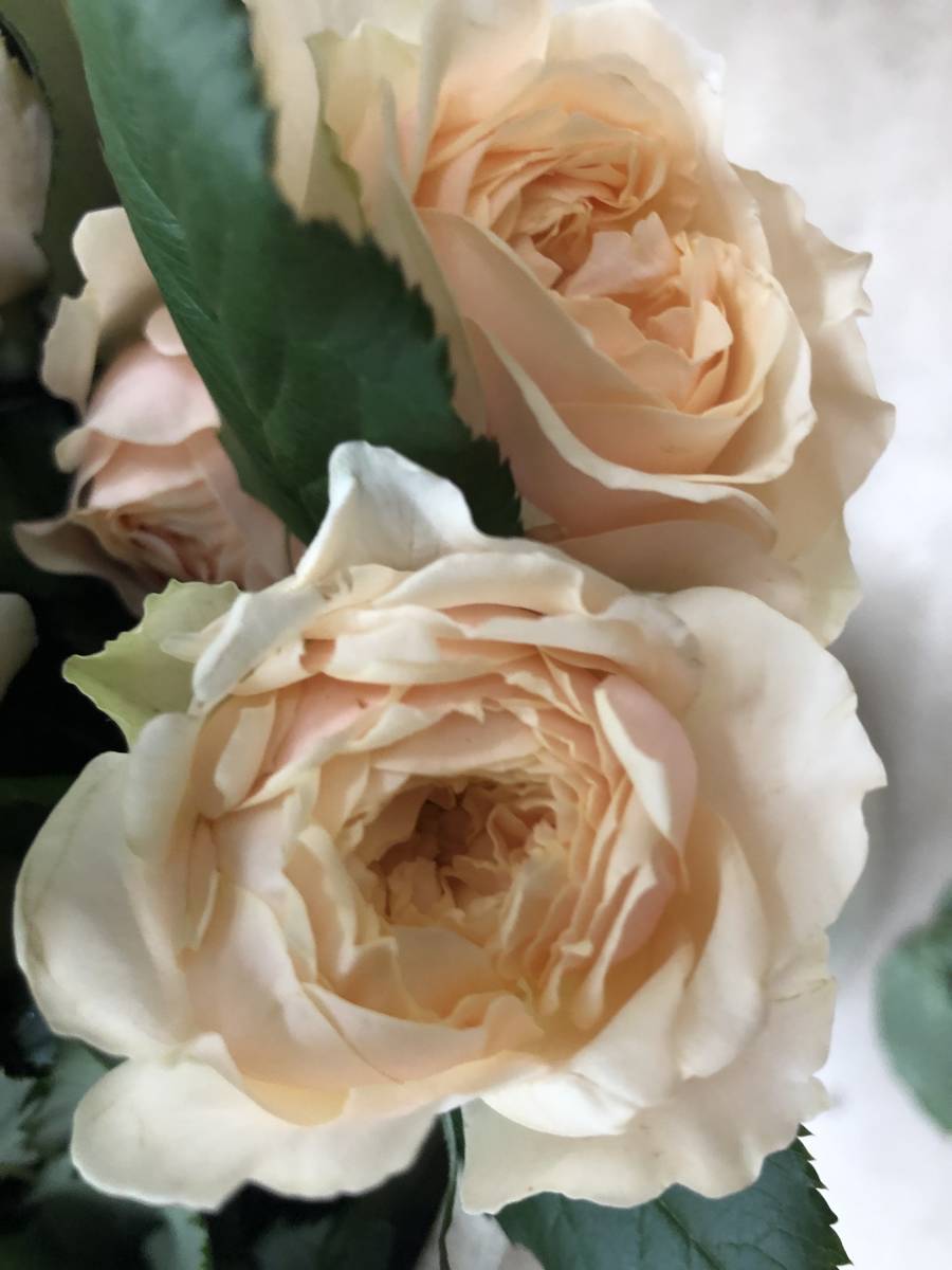 切り花品種 あかり フルーティ強香 マスタードカラーにオレンシが差す 挿し木苗 バラ 売買されたオークション情報 Yahooの商品情報をアーカイブ公開 オークファン Aucfan Com