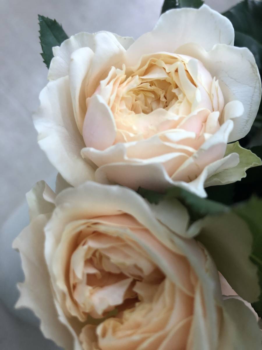 切り花品種 あかり フルーティ強香 マスタードカラーにオレンシが差す 挿し木苗 バラ 売買されたオークション情報 Yahooの商品情報をアーカイブ公開 オークファン Aucfan Com