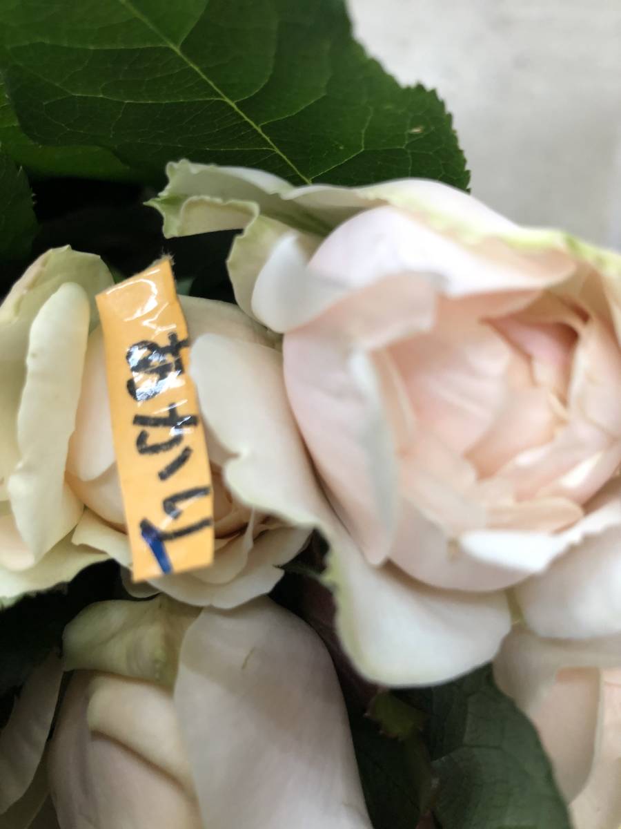 切り花品種 あかり フルーティ強香 マスタードカラーにオレンシが差す 挿し木苗 バラ 売買されたオークション情報 Yahooの商品情報をアーカイブ公開 オークファン Aucfan Com