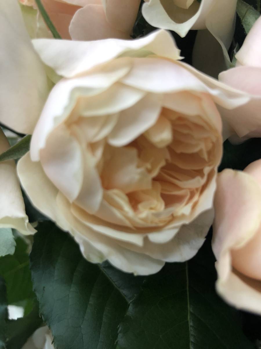 切り花品種 あかり フルーティ強香 マスタードカラーにオレンシが差す 挿し木苗 バラ 売買されたオークション情報 Yahooの商品情報をアーカイブ公開 オークファン Aucfan Com