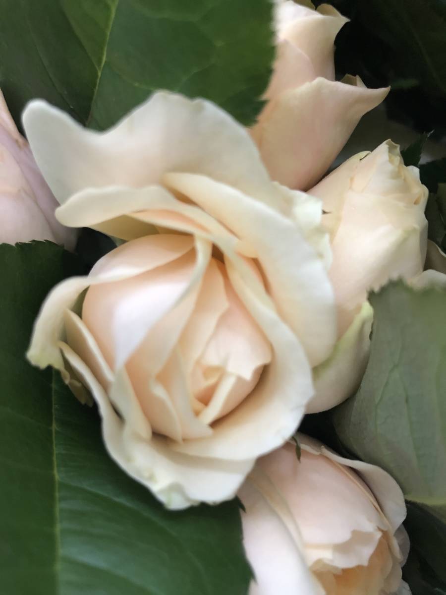 切り花品種 あかり フルーティ強香 マスタードカラーにオレンシが差す 挿し木苗 バラ 売買されたオークション情報 Yahooの商品情報をアーカイブ公開 オークファン Aucfan Com