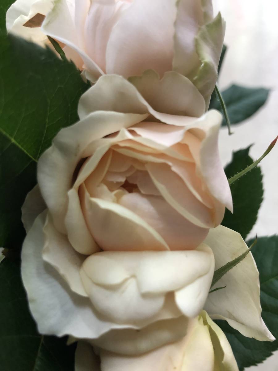 切り花品種 あかり フルーティ強香 マスタードカラーにオレンシが差す 挿し木苗 バラ 売買されたオークション情報 Yahooの商品情報をアーカイブ公開 オークファン Aucfan Com