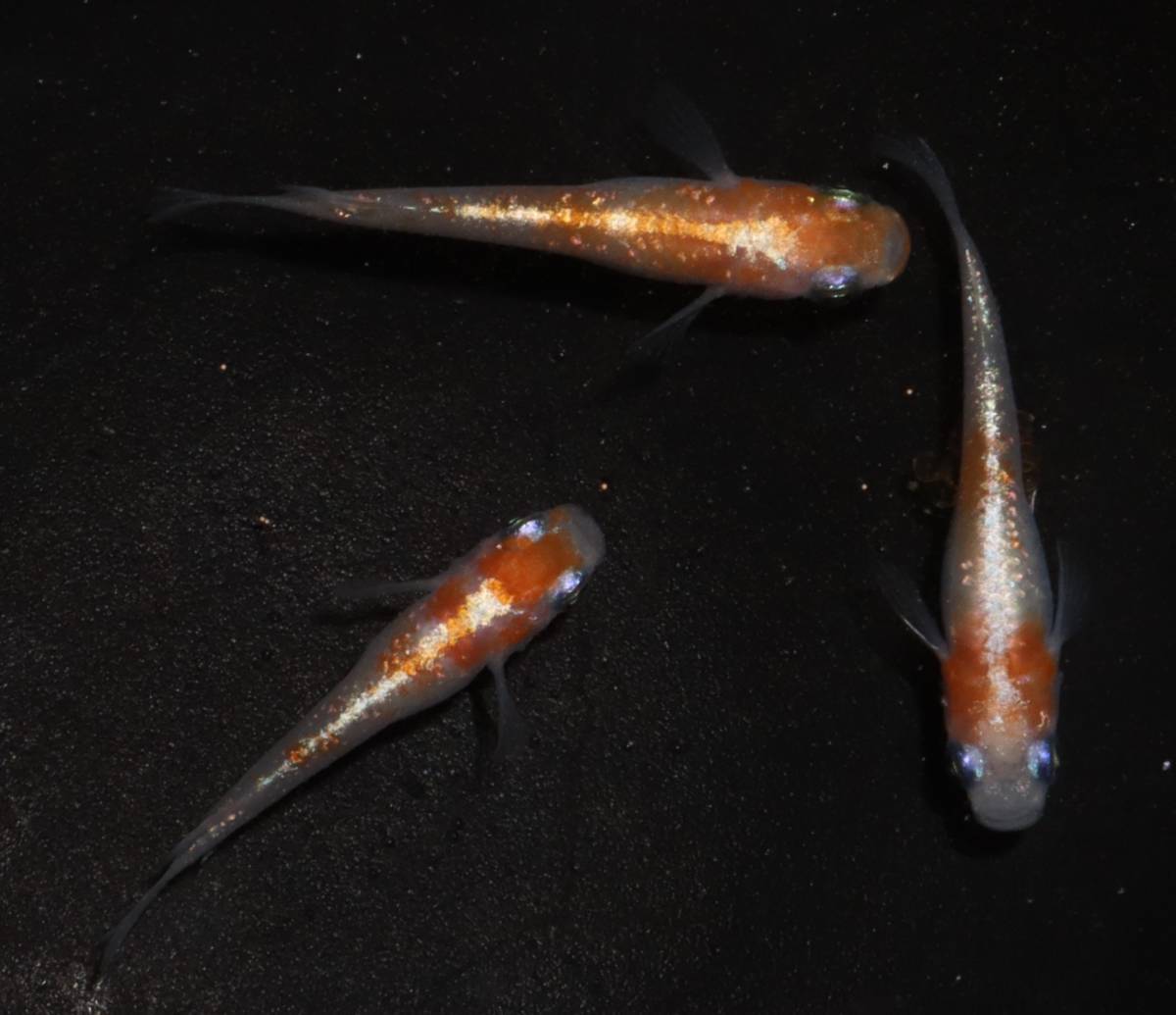 あさじめだか メダカ稚魚 メダカワールド直筋 愛染 稚魚10匹 死着補償2匹 地域限定 説明欄を必ずお読みください めだか 売買されたオークション情報 Yahooの商品情報をアーカイブ公開 オークファン Aucfan Com