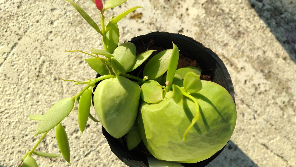 カンガルーポケット ディスキディア 観葉植物 かわいい 観葉植物 売買されたオークション情報 Yahooの商品情報をアーカイブ公開 オークファン Aucfan Com