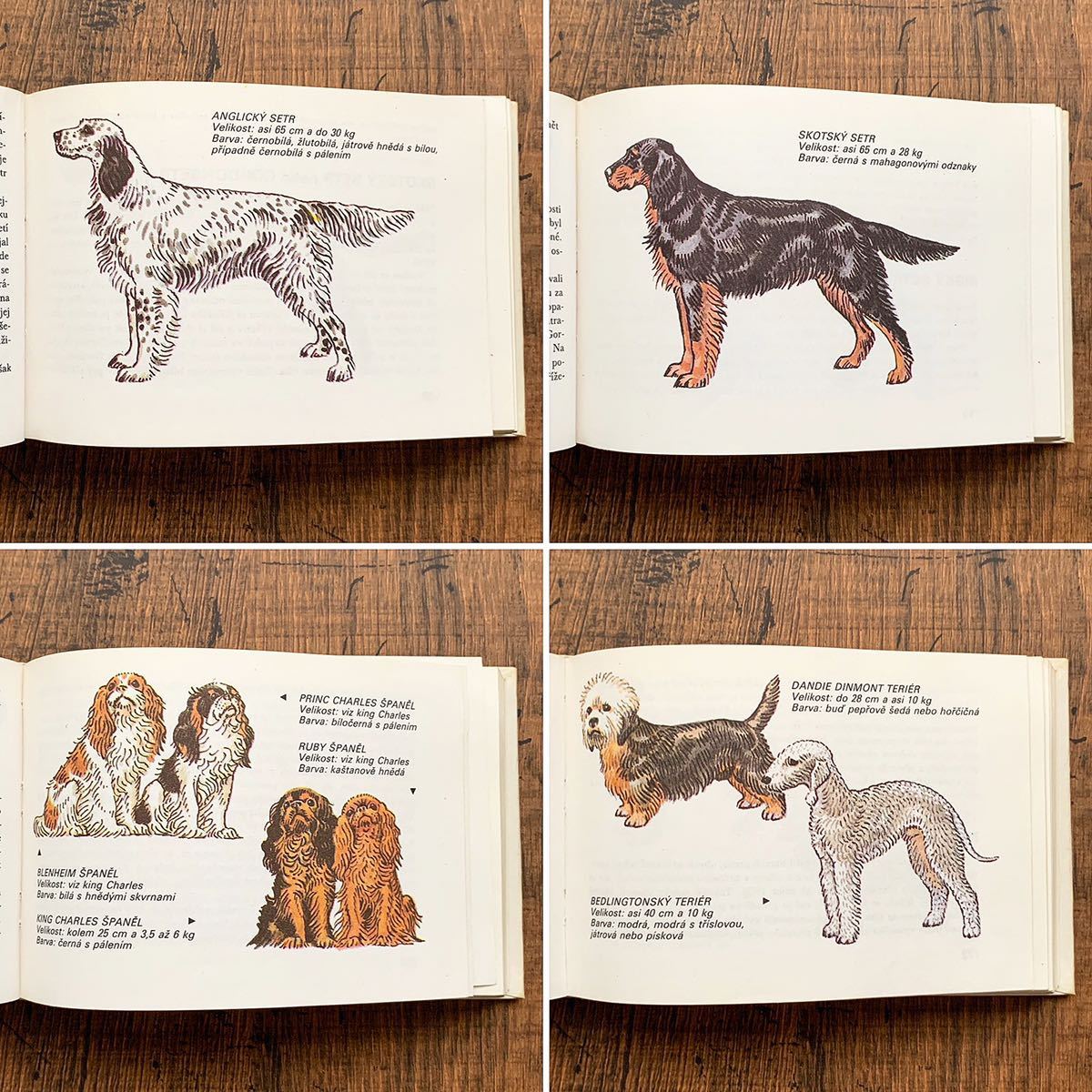 チェコの古い犬の図鑑 Vyberte Si Pejska 1986年 アンティーク ヴィンテージ ヨーロッパ 洋書 犬のイラスト 犬図鑑 犬の絵 雰囲気 洋書 売買されたオークション情報 Yahooの商品情報をアーカイブ公開 オークファン Aucfan Com