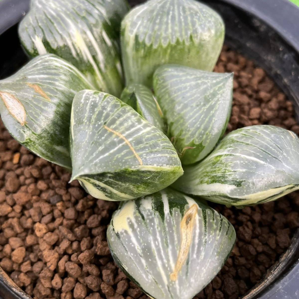 （≧∇≦）多肉植物　ハオルチア　ダルマコンプト錦
