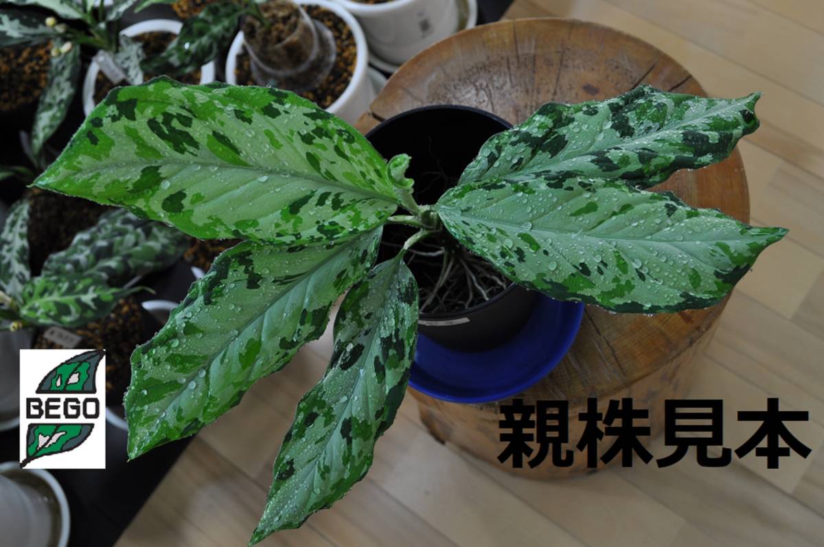 さ*こ様 Aglaonema pictum 夢観極彩 