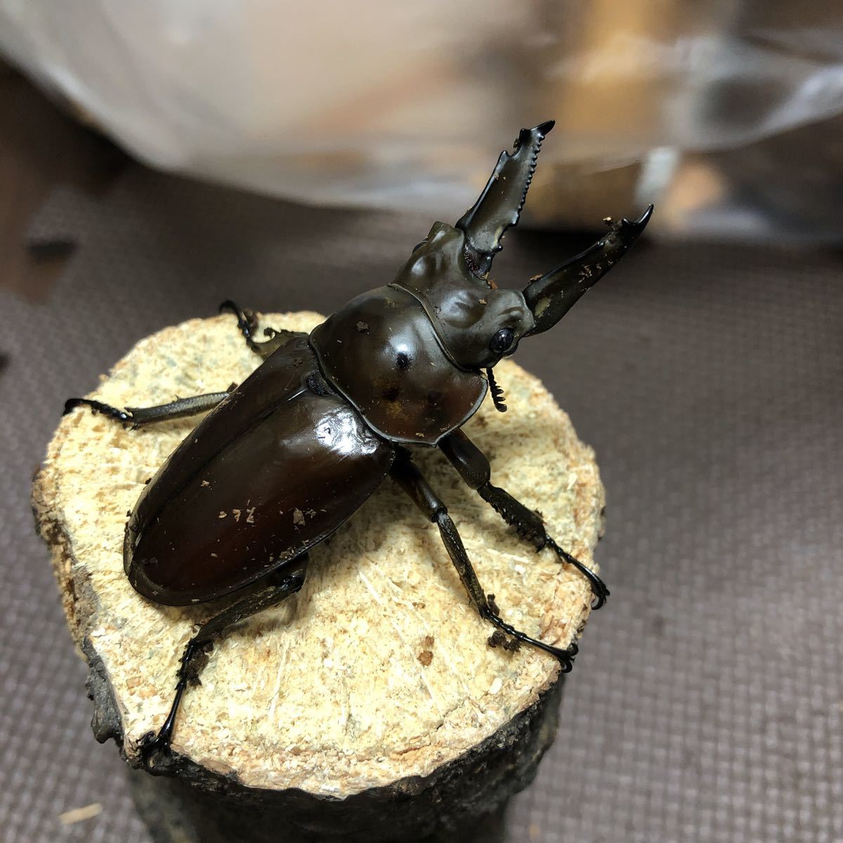 calmana】パラワン オオヒラタ♂100.2mm + ♀47mm up #0406-1
