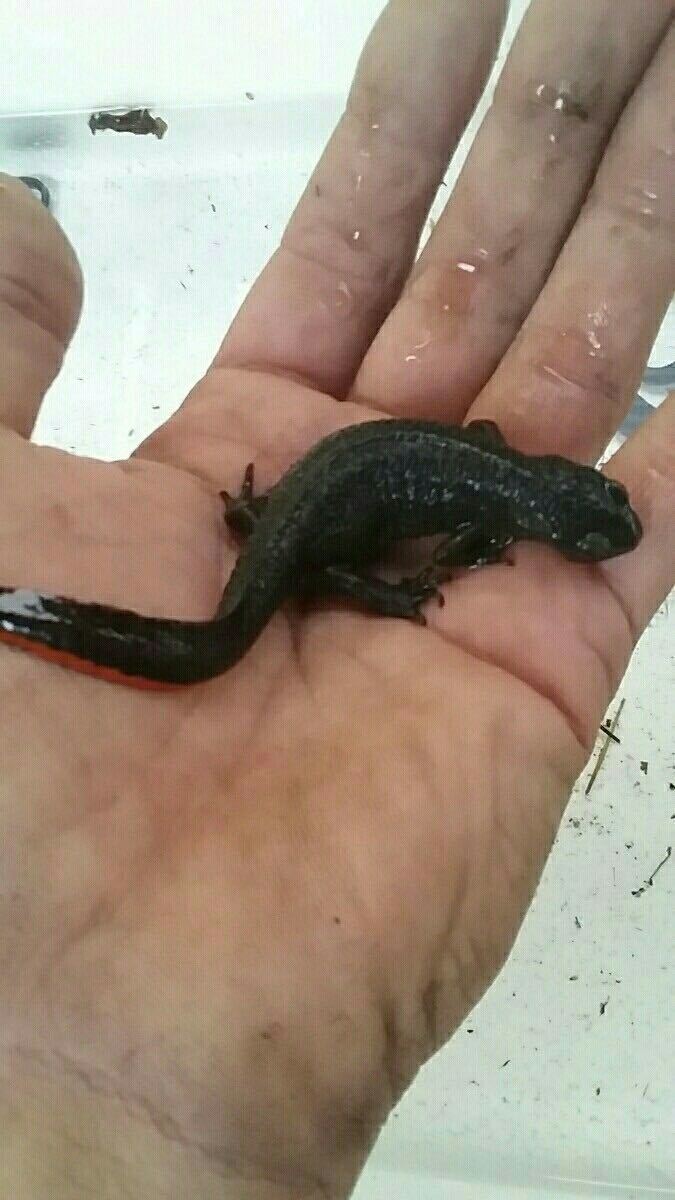 正規品，セール 《送料無料》アカハライモリ30匹　生体　天然採取　イモリ　兵庫県　両生類