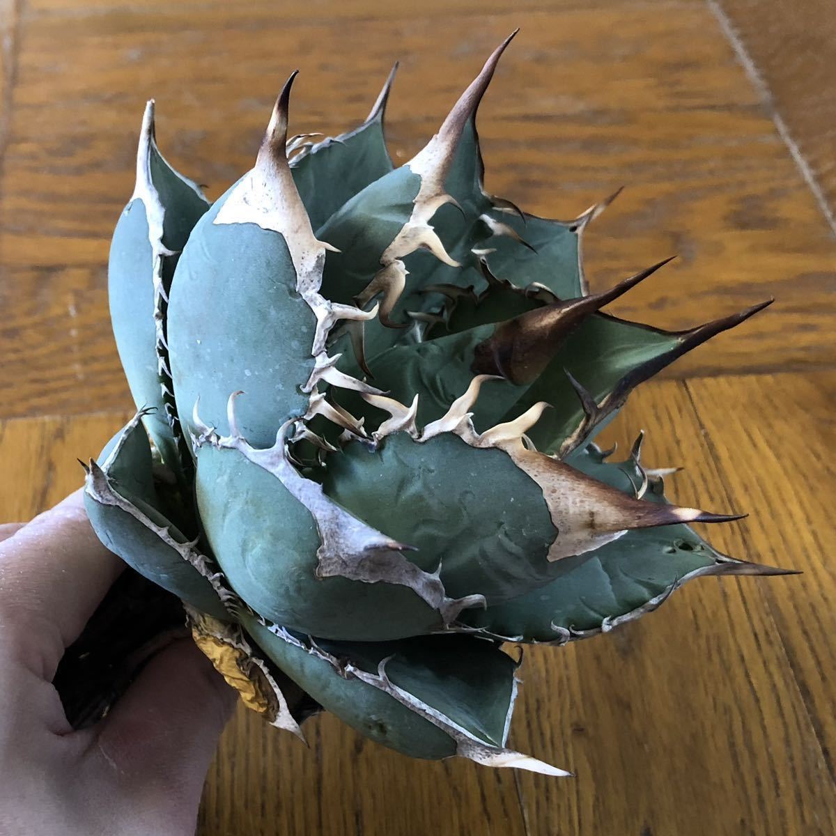 agave titanota oaxaca アガベ チタノタ オアハカヴィンテージ