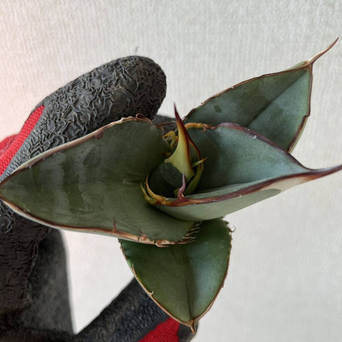 agave titanota oaxaca アガベ チタノタ オアハカヴィンテージ