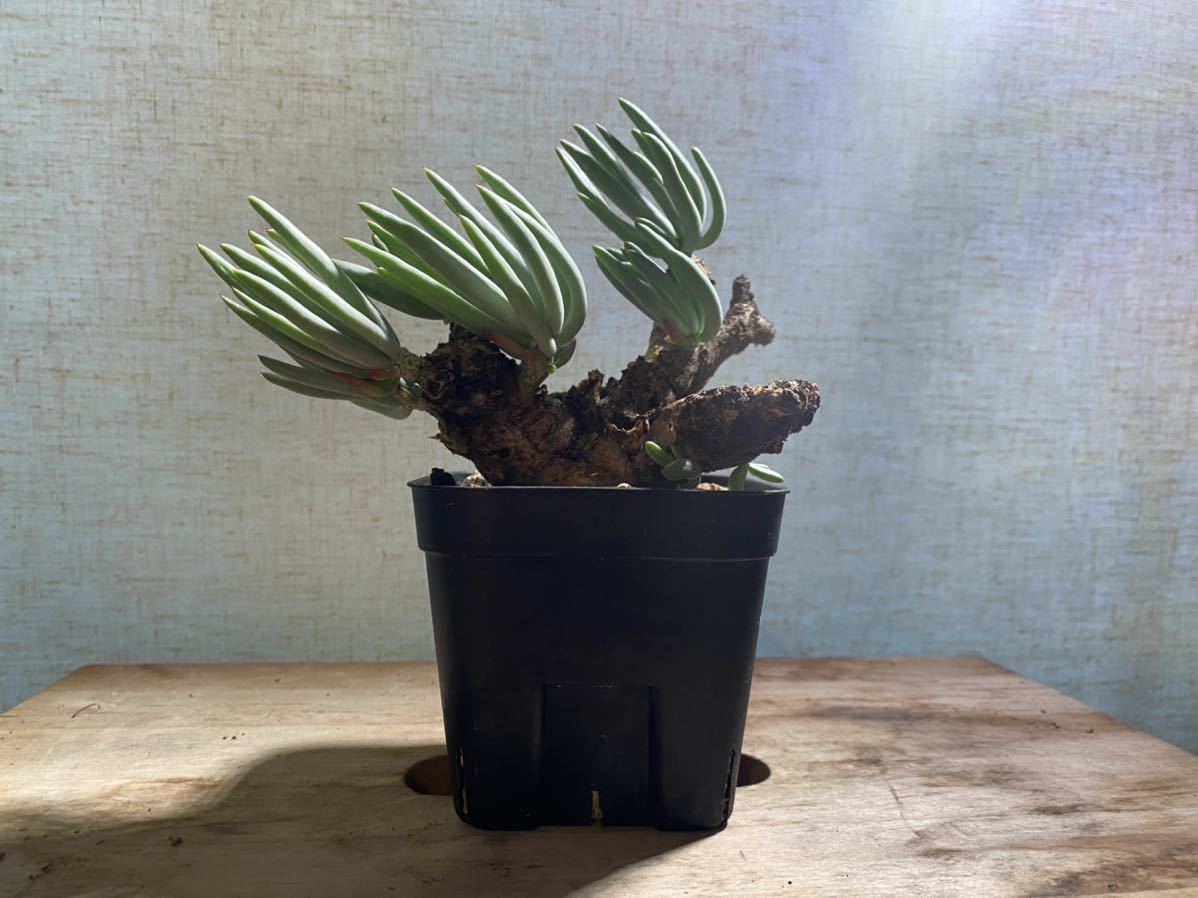 マ148 「現地株」パキポディウム グラキリス S 抜き苗【10/18最新到着