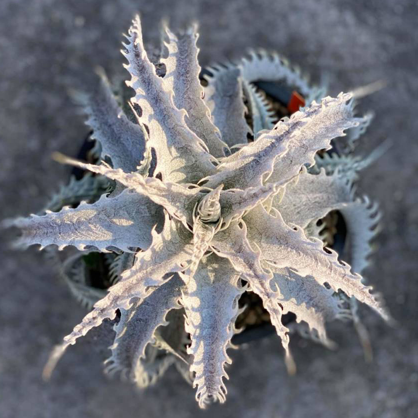 17. ディッキア ☆ Dyckia Mountain of Storms Panus Hybrid