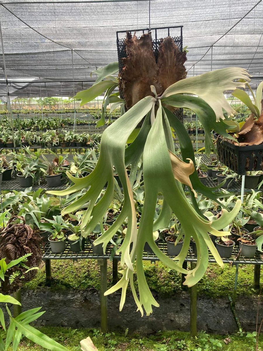 P. willinckii 'Wild Cat' ウィリンキー 【公式通販】