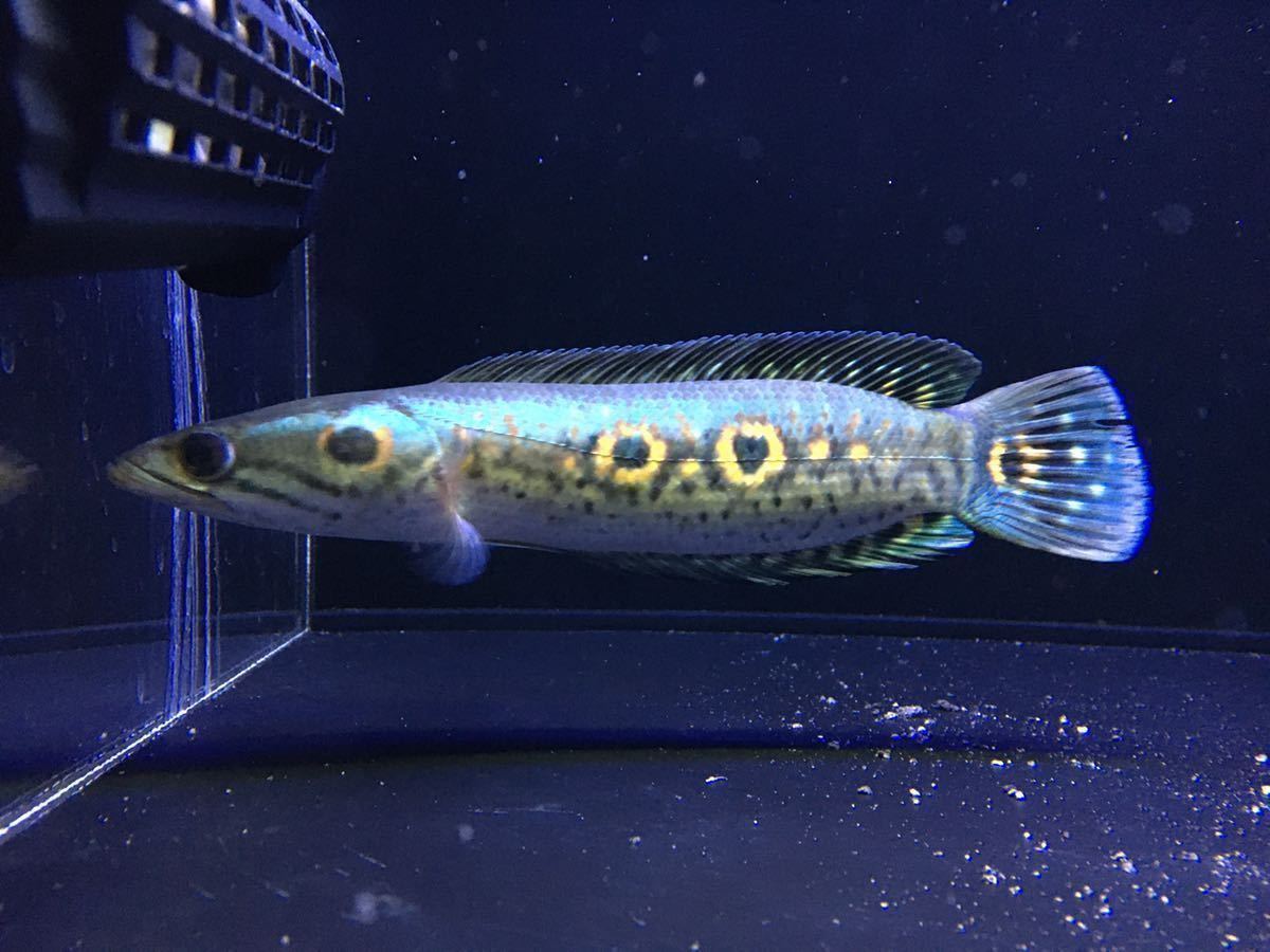 極美 Wild オセレイトスネークヘッド 約22 24センチ アロワナ ダトニオ ポリプテルス フラワートーマン 淡水魚 売買されたオークション情報 Yahooの商品情報をアーカイブ公開 オークファン Aucfan Com