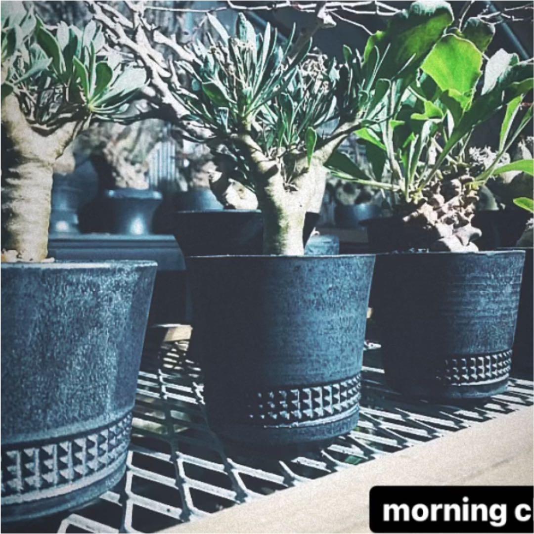 spicygem studs versatile pot S スパイシージム spicygem Versatile